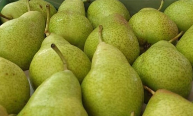 Pears